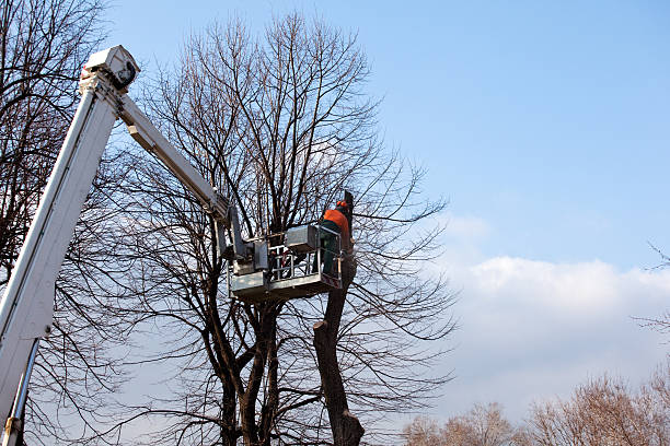 How Our Tree Care Process Works  in  Reynoldsburg, OH